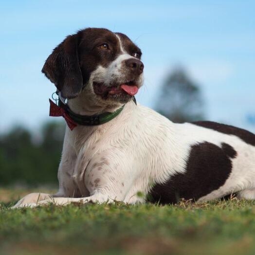 Beaglier shedding best sale